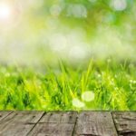 Susza i słońce szkodzi trawie – jak pielęgnować trawnik podczas upałów